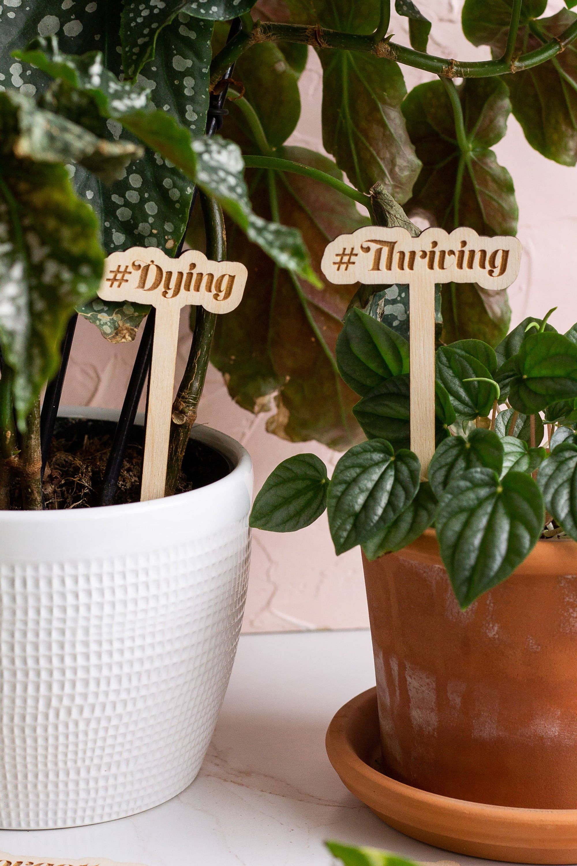 Funny Wooden Plant Markers: Thirst Trap